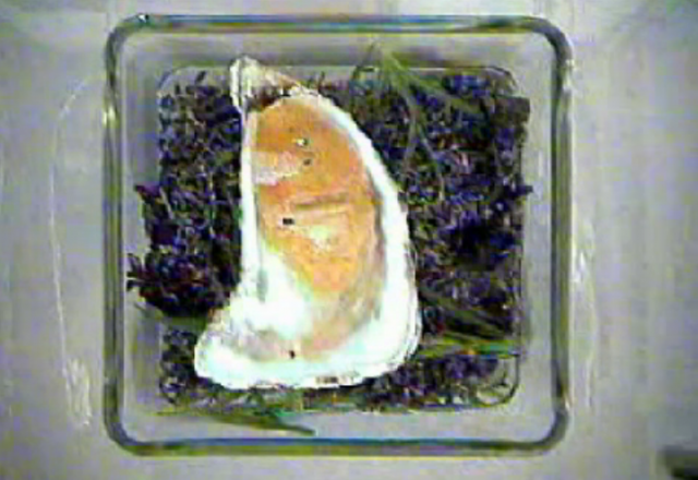 Photography and Direction: Nick Knight Concept: Ed Griffiths and Alexia Somerville Chef: Heston Blumenthal at The Fat Duck